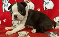 Black male Boston Terrier , a male Boston Terrier for sale in Avon, IL – Photo 2 of 2