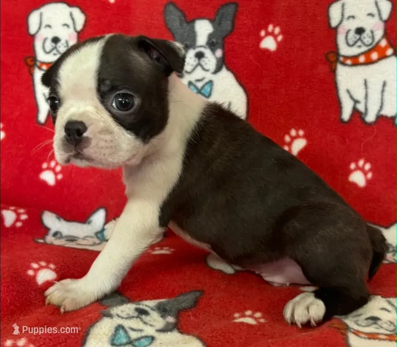 Black male Boston Terrier  – Boston Terrier puppy for sale in Avon, IL