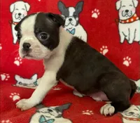 Black male Boston Terrier , a male Boston Terrier for sale in Avon, IL – Photo 1 of 2