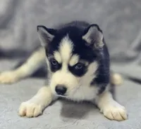 Siberian Husky Female 2, a female Siberian Husky for sale in Avon, IL – Photo 6 of 9