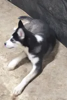 Siberian Husky Female 2, a female Siberian Husky for sale in Avon, IL – Photo 3 of 9