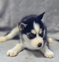 Siberian Husky Female 2, a female Siberian Husky for sale in Avon, IL – Photo 7 of 9