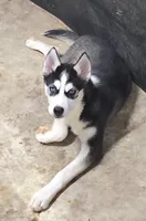 Siberian Husky Female 2, a female Siberian Husky for sale in Avon, IL – Photo 4 of 9