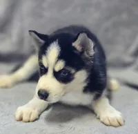 Siberian Husky Female 2, a female Siberian Husky for sale in Avon, IL – Photo 8 of 9