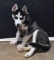 Siberian Husky Female 2, a female Siberian Husky for sale in Avon, IL – Photo 2 of 9