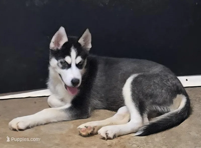 Siberian Husky Female 2 – Siberian Husky puppy for sale in Avon, IL