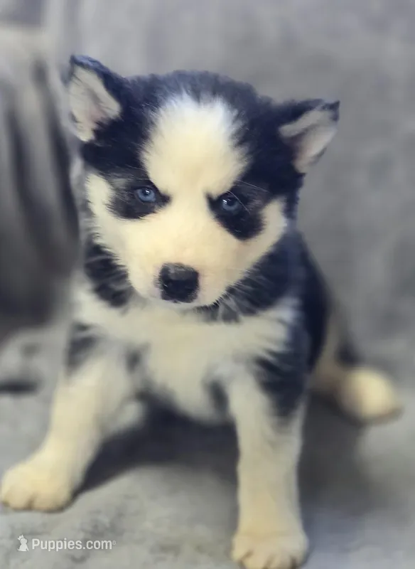 Siberian Husky Female 2 – Siberian Husky puppy for sale in Avon, IL
