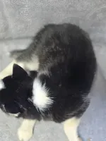 Siberian Husky Female 2, a female Siberian Husky for sale in Avon, IL – Photo 9 of 9