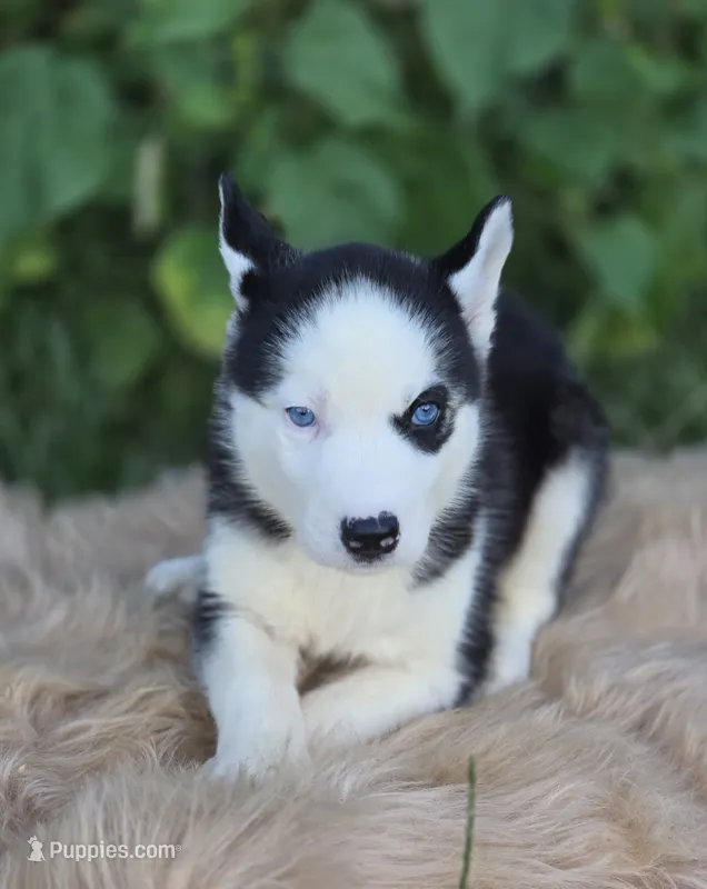 Siberian Husky Male 2 – Siberian Husky puppy for sale in Avon, IL