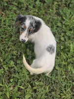 Longhaired Dapple Piebald Female , a female Miniature Dachshund for sale in Avon, IL – 3 of 8