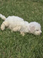 Bichon Frise Male 2, a male Bichon Frise for sale in Avon, IL – 4 of 5