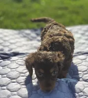 Longhaired Chocolate and Tan Female , a female Miniature Dachshund for sale in Avon, IL – 3 of 5