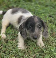 Dapple Piebald Female , a female Miniature Dachshund for sale in Avon, IL – 3 of 9