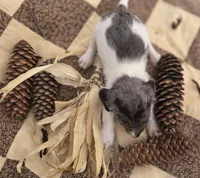 Male Dapple Piebald Miniature Dachshund , a male Miniature Dachshund for sale in Avon, IL – 5 of 5