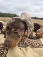 Female Dapple Miniature Dachshund , a female Miniature Dachshund for sale in Avon, IL – 2 of 6