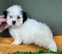 Male Teddy Bear , a male Bichon Frise and Shih Tzu for sale in Avon, IL – Photo 2 of 2
