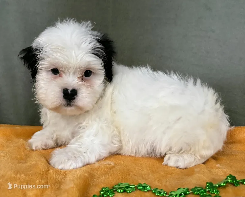 Male Teddy Bear  – Bichon Frise, Shih Tzu puppy for sale in Avon, IL