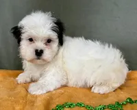 Male Teddy Bear , a male Bichon Frise and Shih Tzu for sale in Avon, IL – Photo 1 of 2