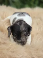 Dapple Piebald Female , a female Miniature Dachshund for sale in Avon, IL – 3 of 5