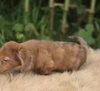 Longhaired Dapple Male , a male Miniature Dachshund for sale in Avon, IL – 5 of 9