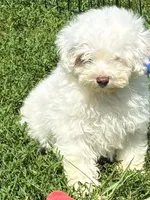Male Schnoodle 2, a male Schnoodle for sale in Avon, IL – 2 of 4