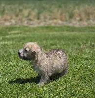 Cairn Terrier Male 2, a male Cairn Terrier for sale in Avon, IL – 5 of 5