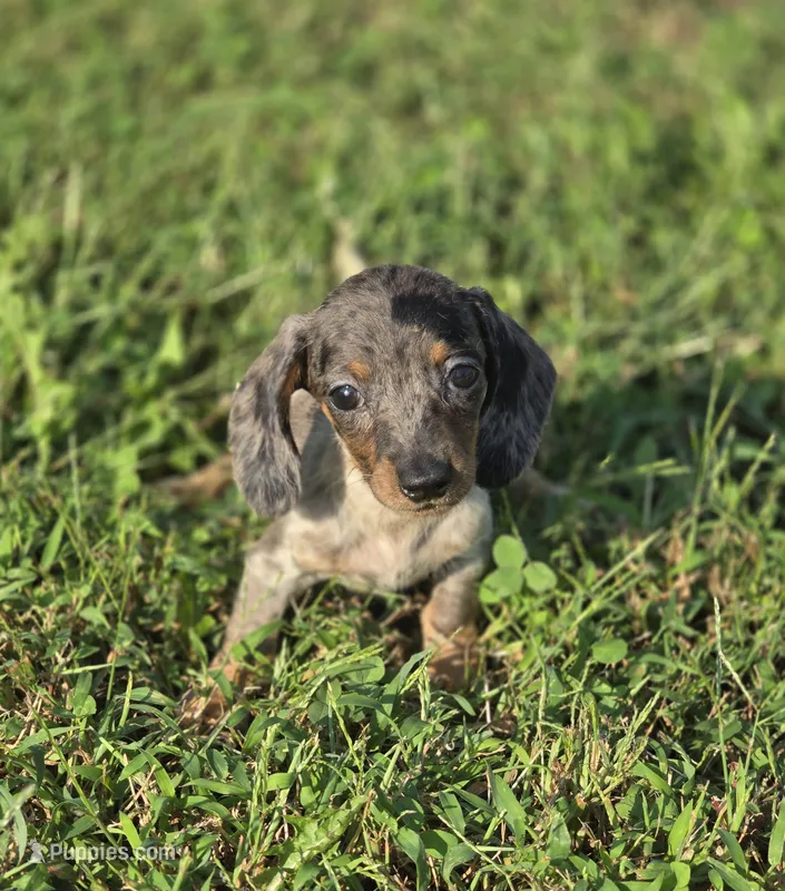 Longhaired Silver Dapple Piebald Female  – Miniature Dachshund puppy for sale in Avon, IL