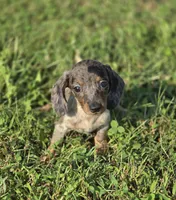  Silver Dapple Piebald Female , a female Miniature Dachshund for sale in Avon, IL – 1 of 8