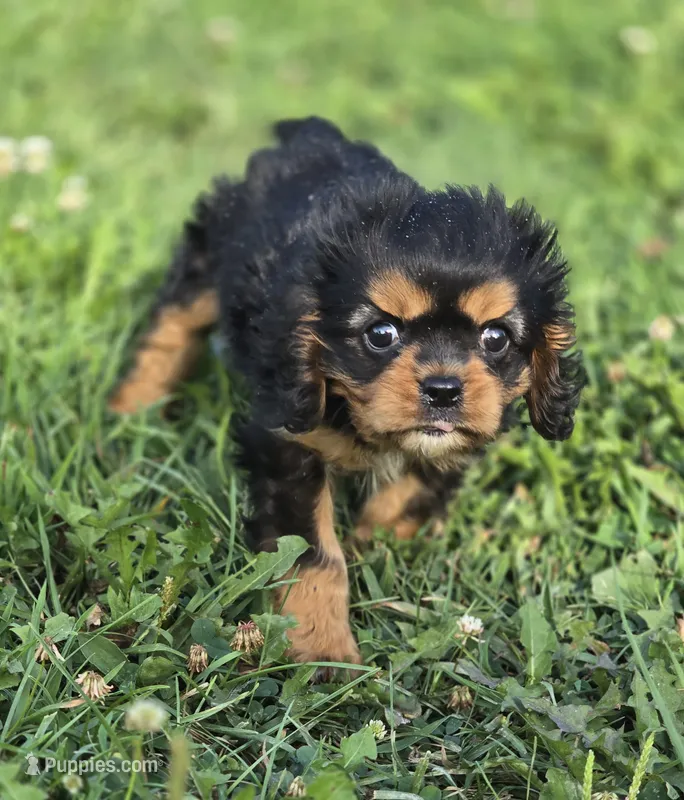 Male Cavalier King Charles Spaniel  – Cavalier King Charles Spaniel puppy for sale in Avon, IL