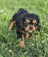 Male Cavalier King Charles Spaniel , a male Cavalier King Charles Spaniel for sale in Avon, IL – 1 of 3
