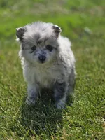Merle Pomeranian Female , a female Pomeranian for sale in Avon, IL – 6 of 6