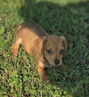 Red Female , a female Miniature Dachshund for sale in Avon, IL – 4 of 4