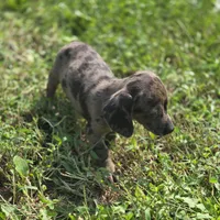 Dapple Male 2, a male Miniature Dachshund for sale in Avon, IL – 5 of 6