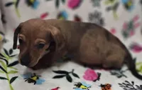 Red Dapple female, a female Miniature Dachshund for sale in Avon, IL – Photo 1 of 6