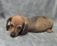 Red Dapple female, a female Miniature Dachshund for sale in Avon, IL – Photo 4 of 6