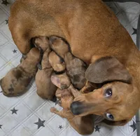 Red Dapple female, a female Miniature Dachshund for sale in Avon, IL – Photo 2 of 6