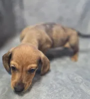 Red Dapple female, a female Miniature Dachshund for sale in Avon, IL – Photo 3 of 6