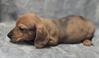 Red Dapple female, a female Miniature Dachshund for sale in Avon, IL – Photo 6 of 6