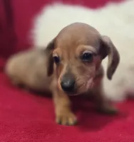 Red Dapple female, a female Miniature Dachshund for sale in Avon, IL – Photo 5 of 6