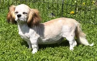 Shih Tzu Male Three, a male Shih Tzu for sale in Avon, IL – 2 of 2