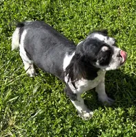 Shih Tzu Male Two, a male Shih Tzu for sale in Avon, IL – 3 of 3