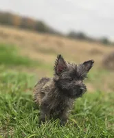 Male Cairn Terrier 2, a male Cairn Terrier for sale in Avon, IL – 5 of 5