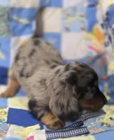 Male Dapple Longhaired Miniature Dachshund , a male Miniature Dachshund for sale in Avon, IL – 3 of 4