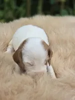 Piebald female 2, a female Miniature Dachshund for sale in Avon, IL – 3 of 3