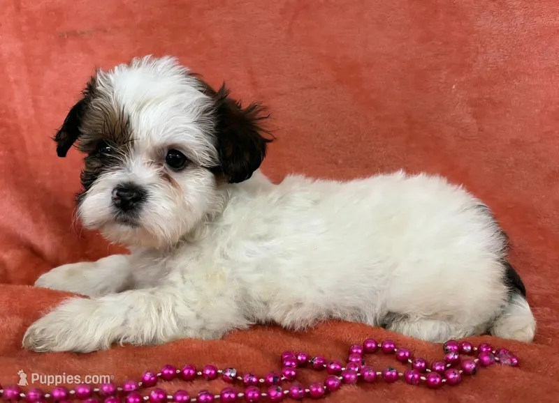 Female 2 Teddy Bear , a female Bichon Frise and Shih Tzu for sale in Avon, IL – Photo 1 of 1