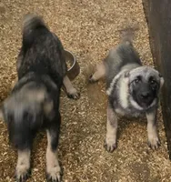 Elkhound Male , a male Norwegian Elkhound for sale in Avon, IL – 2 of 6