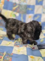 Longhaired Dapple Male , a male Miniature Dachshund for sale in Avon, IL – 5 of 5