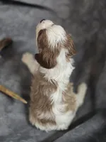 Blenheim male 2, a male Cavalier King Charles Spaniel for sale in Avon, IL – Photo 6 of 6