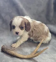 Blenheim male 2, a male Cavalier King Charles Spaniel for sale in Avon, IL – Photo 4 of 6