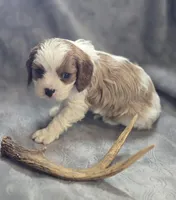 Blenheim male 2, a male Cavalier King Charles Spaniel for sale in Avon, IL – Photo 5 of 6